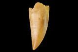 Serrated, Raptor Tooth - Real Dinosaur Tooth #137206-1